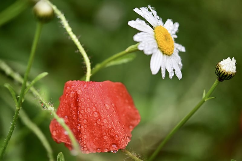 Rain Boot Flower Display